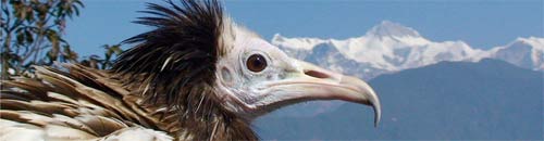 Himalayan-Raptor-Rescue