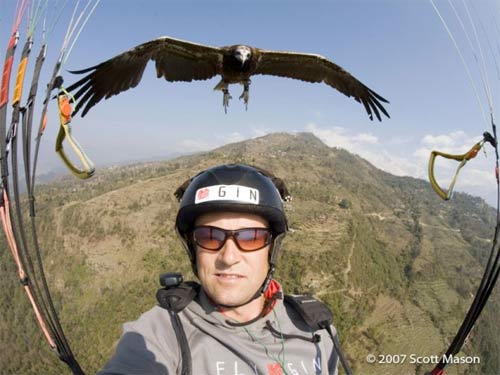 parahawking Photo: Scott Mason