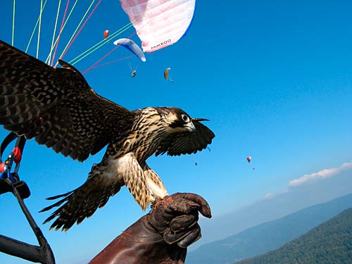 Chris-Bessei-falcon-project Chris Bessei, one of two winners of Nova's Pilot of the Year, was involved in a project flyig with Peregrine falcons.