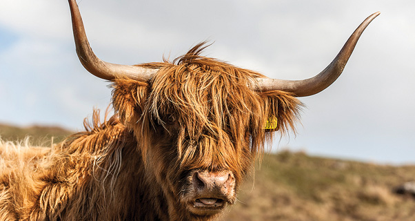 Highland Cow