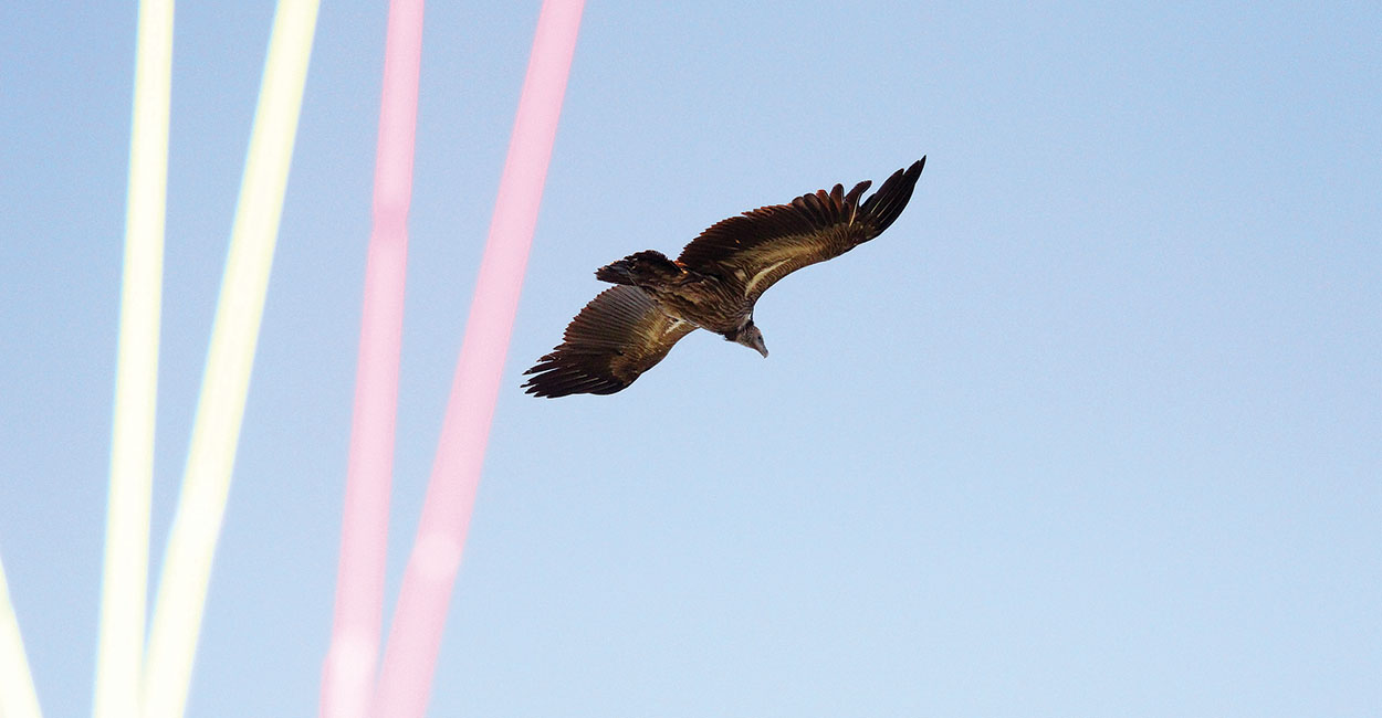Watch what the birds are doing – and follow them. Photo: Marcus King