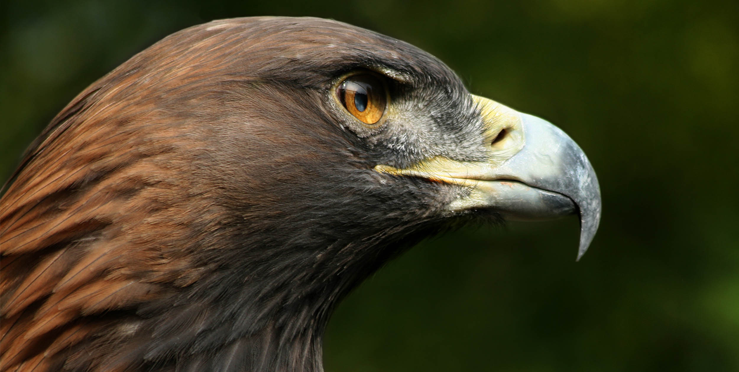 A close up of a golden eagle. Photo: Richard Bartz / Wikipedia