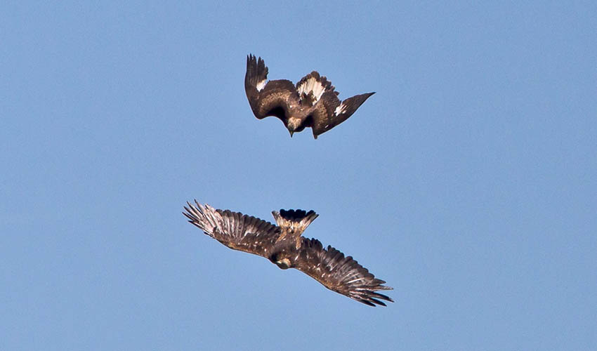 Defensive territorial behaviour between golden eagles. Photo: Juan Lacruz / Wikipedia