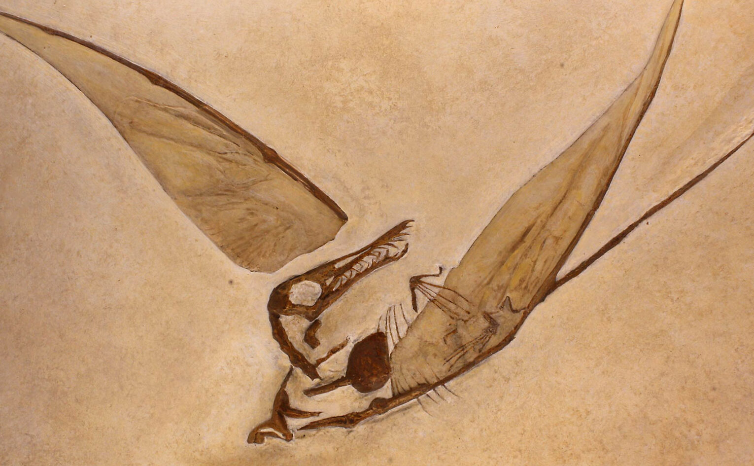 Rhamphorhynchus fossil