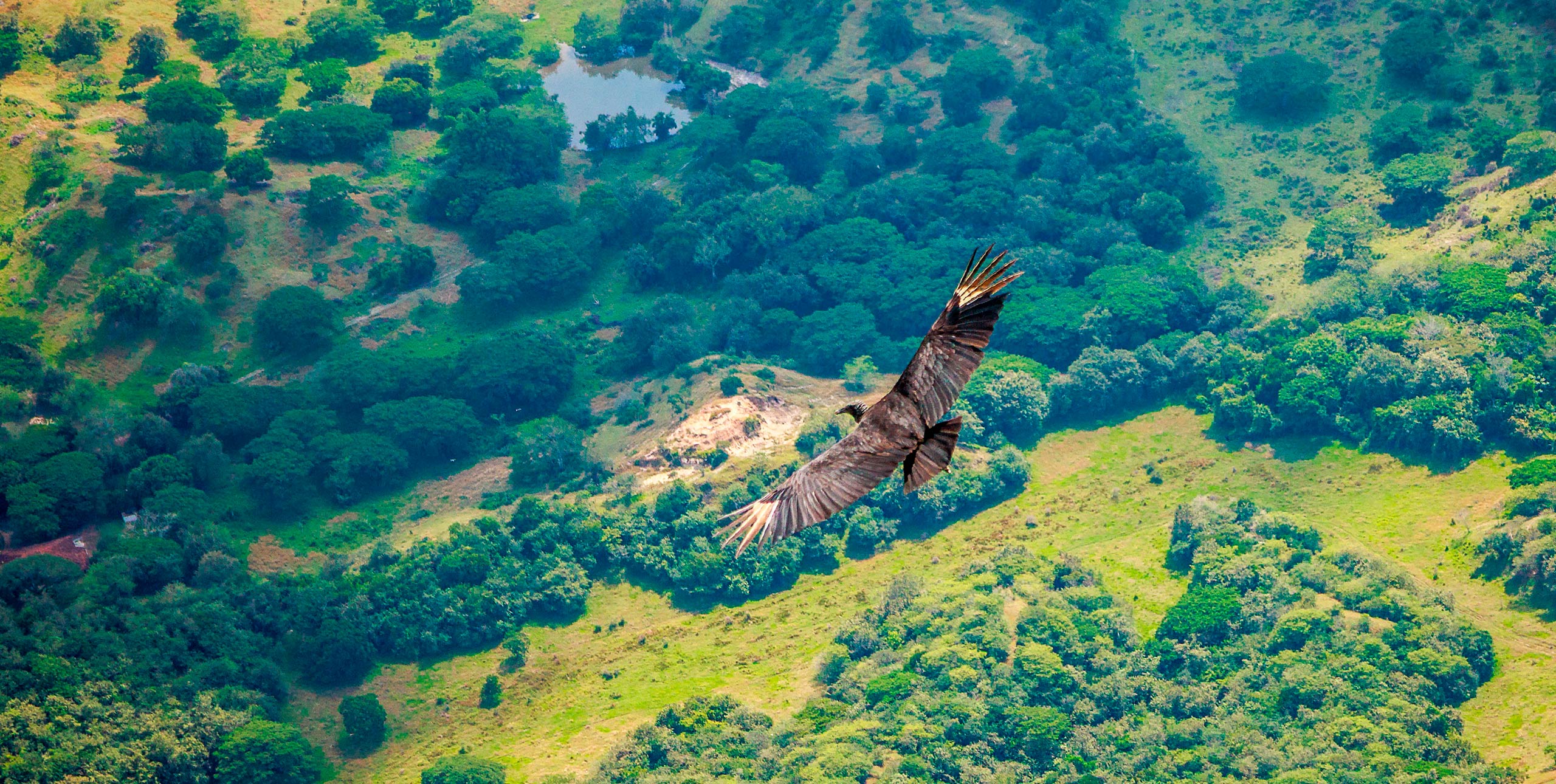 Black Vulture in Colombia