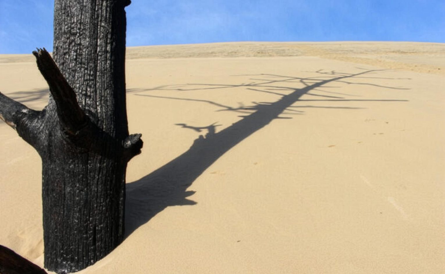 Charred trees at Dune du Pyla in July 2022.